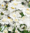 Stolt kavalers ''Popsocks White'', Snehvide, enkelte til fyldte blomster med gul midte.