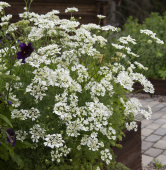 Blomsterkørvel 'White Lace'