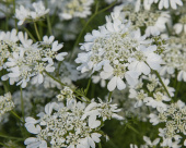 Blomsterkørvel 'White Lace'