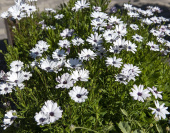 Marguerite 'Sky and Ice'
