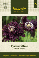 Opiumvalmue 'Black Swan', mørklilla blomster med tætte, frynsede, fjeragtige kronblade