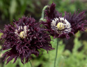 Opiumvalmue 'Black Swan', mørklilla blomster med tætte, frynsede, fjeragtige kronblade