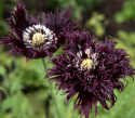 Opiumvalmue 'Black Swan', mørklilla blomster med tætte, frynsede, fjeragtige kronblade