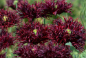 Opiumvalmue 'Black Swan', mørklilla blomster med tætte, frynsede, fjeragtige kronblade