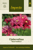 Fjervalmue 'Rose Feathers'