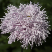 Fjervalmue 'Lilac Pompom'