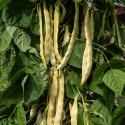 Stangbønne 'Golden Gate', Dyrkes op ad espalier eller anden støtte. Udmærket til frysning.