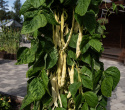 Stangbønne 'Golden Gate', Dyrkes op ad espalier eller anden støtte. Udmærket til frysning.