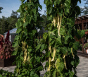 Stangbønne 'Golden Gate', Dyrkes op ad espalier eller anden støtte. Udmærket til frysning.