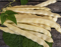 Stangbønne 'Golden Gate', Dyrkes op ad espalier eller anden støtte. Udmærket til frysning.