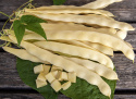 Stangbønne 'Golden Gate', Dyrkes op ad espalier eller anden støtte. Udmærket til frysning.