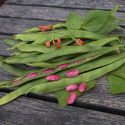 Pralbønne ''Prizegewinner'', Rødblomstrende med meget lange, velfyldte bælge.