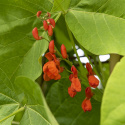 Pralbønne ''Prizegewinner'', Rødblomstrende med meget lange, velfyldte bælge.