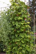 Pralbønne ''Prizegewinner'', Rødblomstrende med meget lange, velfyldte bælge.