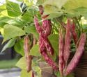 Borlottobønne 'Coco nain rose d'Eyragues', Smukke, rødmarmorerede bælge, høstes ved ca. 10-15 cm længde, med rødspættede, hvide bønner.