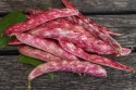 Borlottobønne 'Coco nain rose d'Eyragues', Smukke, rødmarmorerede bælge, høstes ved ca. 10-15 cm længde, med rødspættede, hvide bønner.