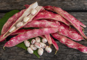 Borlottobønne 'Coco nain rose d'Eyragues', Smukke, rødmarmorerede bælge, høstes ved ca. 10-15 cm længde, med rødspættede, hvide bønner.