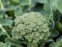 Broccoli F1 'Apolena', Fremragende sort til råkost og gratiner, gryderetter m.m. God frysesort