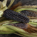 Popmajs 'Negrocine', Popcornmajs.  Små, buttede kolber, ca. 10 cm.