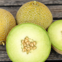 Netmelon F1 'Galia', Populær og tidlig sort med regelmæssigt runde, gulbrune frugter på ca. 1 kg.