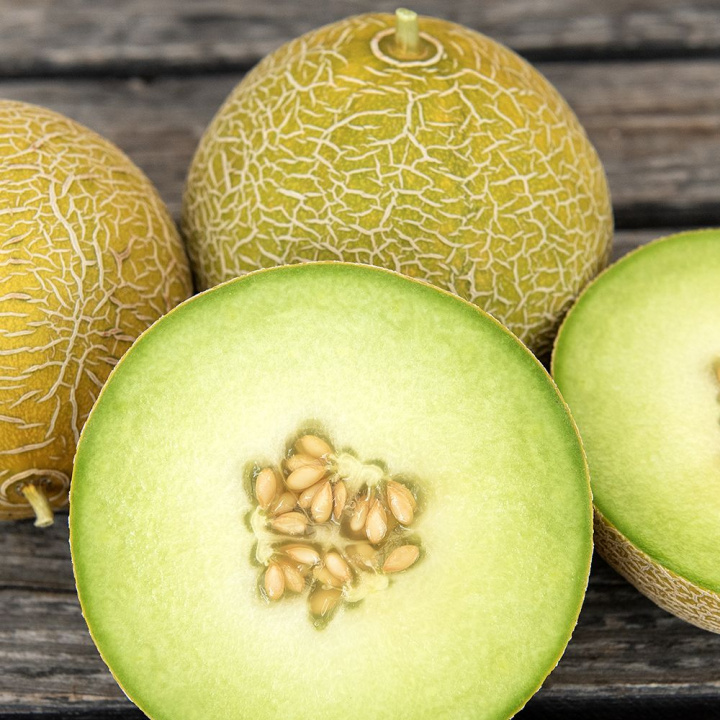 Netmelon F1 'Galia', Populær og tidlig sort med regelmæssigt runde, gulbrune frugter på ca. 1 kg.