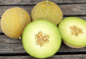 Netmelon F1 'Galia', Populær og tidlig sort med regelmæssigt runde, gulbrune frugter på ca. 1 kg.