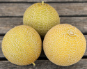 Netmelon F1 'Galia', Populær og tidlig sort med regelmæssigt runde, gulbrune frugter på ca. 1 kg.