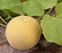 Netmelon F1 'Galia', Populær og tidlig sort med regelmæssigt runde, gulbrune frugter på ca. 1 kg.