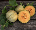 Cantaloupe-melon 'Petit Gris de Rennes', Fra 1600-tallet. Fransk delikatessemelon fra Rennes, hvis navn betyder 