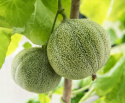 Cantaloupe-melon 'Petit Gris de Rennes', Fra 1600-tallet. Fransk delikatessemelon fra Rennes, hvis navn betyder 