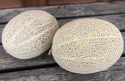 Netmelon 'Hale's Best Jumbo', Mørkegrønne, ovale frugter, dækket af et dekorativt, hvidt netmønster.