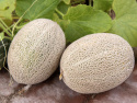 Netmelon 'Hale's Best Jumbo', Mørkegrønne, ovale frugter, dækket af et dekorativt, hvidt netmønster.