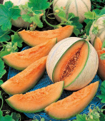 Cantaloupe-melon 'Charentais'