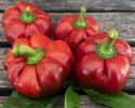 Peberfrugt 'Loran', Perfekte at bruge til fyldte, ovnbagte peberfrugter. Til en varm plads på friland, drivhus og lignende. 