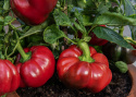 Peberfrugt 'Loran', Perfekte at bruge til fyldte, ovnbagte peberfrugter. Til en varm plads på friland, drivhus og lignende. 