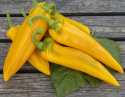Peberfrugt ''Ora Long''