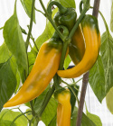 Peberfrugt ''Ora Long''