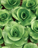 Salatcikorie ''Grumola Verde'', lange smalle blade, fremragende i sommersalater.