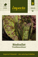 Bindsallat ''Forellenschluss'', Lysegrønne, rødmarmorerede blade.