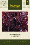 Pluksalat 'Cavendish', rubinrød salat med langfligede, smukke blade med tynde årer i lysegrøn.