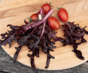 Pluksalat 'Cavendish', rubinrød salat med langfligede, smukke blade med tynde årer i lysegrøn.