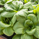 Pak Choi ''Green Stem'',  Lækre flagende, sprød konsistens og mild, glat kålsmag