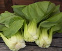 Pak Choi ''Green Stem'',  Lækre flagende, sprød konsistens og mild, glat kålsmag
