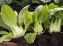 Pak Choi ''Green Stem'',  Lækre flagende, sprød konsistens og mild, glat kålsmag