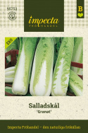 Kinakål 'Granat', Højt siddende, tætte hoveder på ca. 1-1,2 kg.