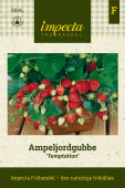 Ampeljordbær 'Temptation'