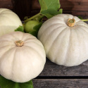 Kæmpegræskar 'Valenciano', lyseblågrå til kridhvide, fladt afrundede, let ribbede frugter på ca. 4-5 kg.