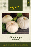 Kæmpegræskar 'Valenciano', lyseblågrå til kridhvide, fladt afrundede, let ribbede frugter på ca. 4-5 kg.