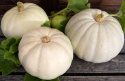 Kæmpegræskar 'Valenciano', lyseblågrå til kridhvide, fladt afrundede, let ribbede frugter på ca. 4-5 kg.