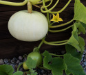 Kæmpegræskar 'Valenciano', lyseblågrå til kridhvide, fladt afrundede, let ribbede frugter på ca. 4-5 kg.